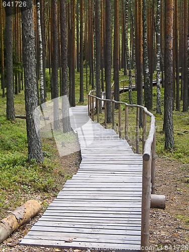 Image of Walking path in the forest