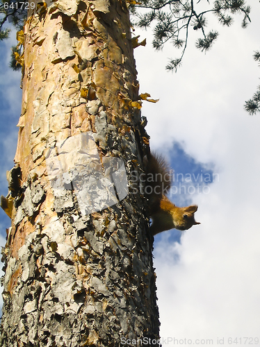 Image of Red squirrel on a tree