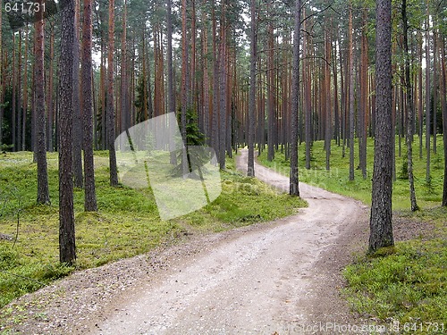 Image of A road in the forest