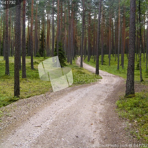 Image of A road in the forest