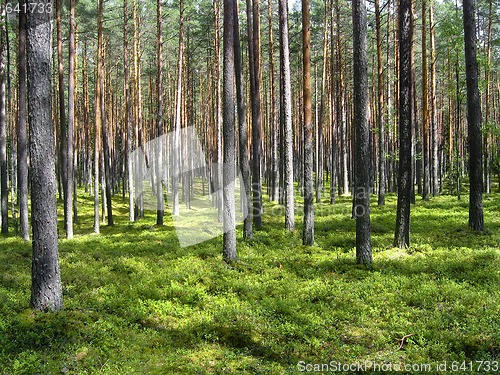 Image of Dreamy pine forest