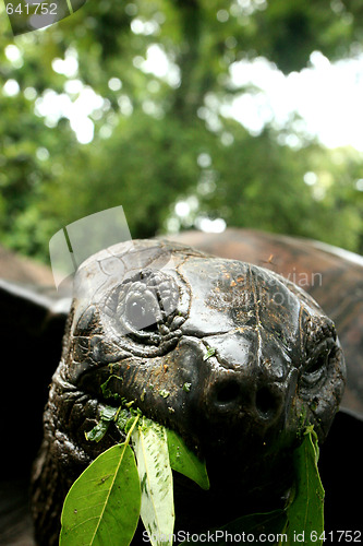 Image of Turtle