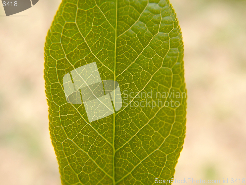 Image of Leaf 3