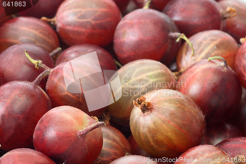 Image of Gooseberry
