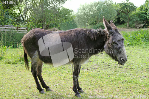 Image of Donkey