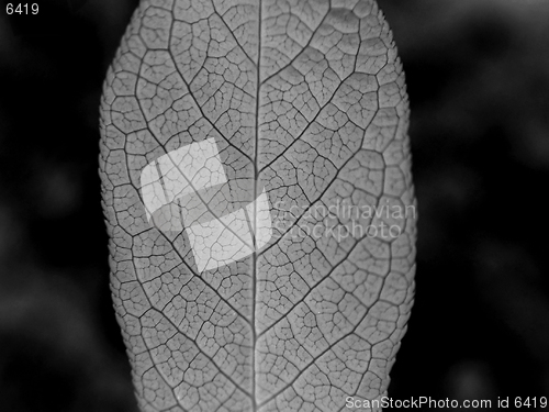 Image of Leaf isolated