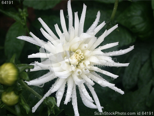 Image of wet dahlia