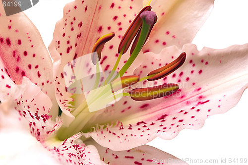 Image of easter lily isolated