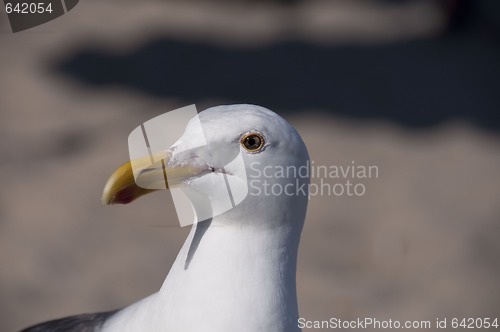 Image of Seagull Head