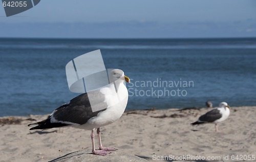 Image of Seagull Landscape