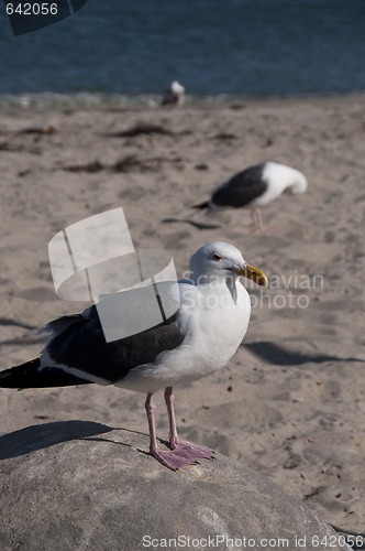 Image of Seagull Portrait