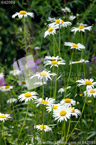 Image of Summer daisy background