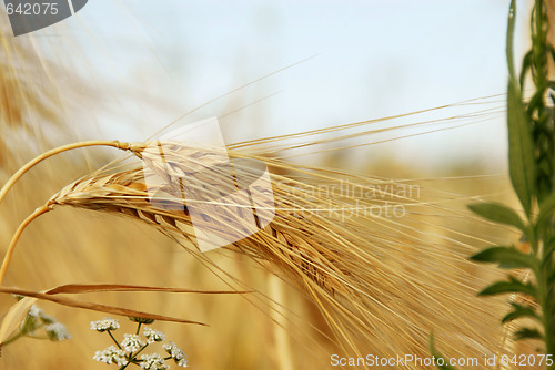 Image of Wheat ears