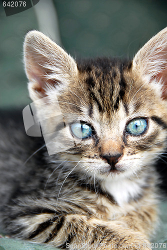 Image of Baby cat portrait