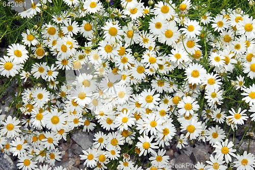 Image of Summer daisy background