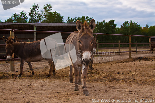 Image of Donkeys