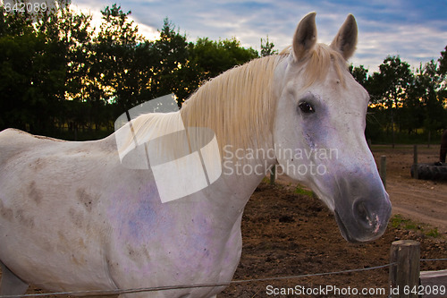 Image of White horse