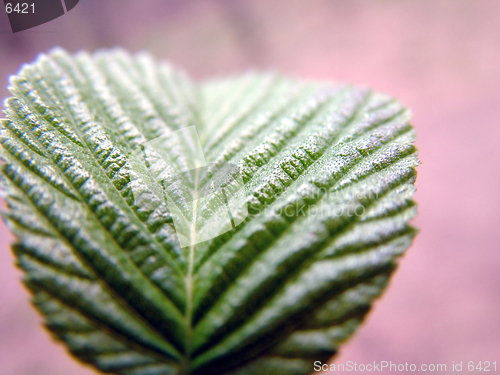 Image of Leaf