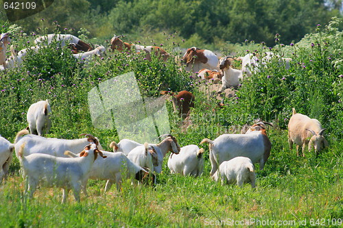 Image of Goats