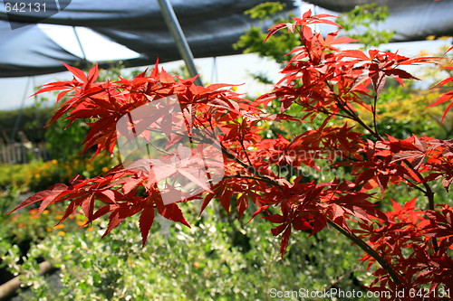 Image of Japanese Maple Leafs