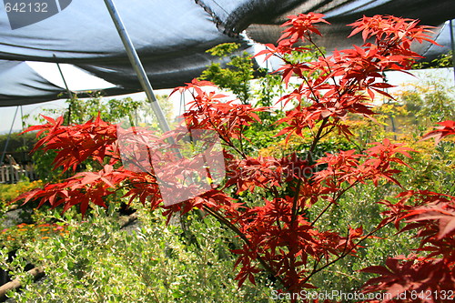 Image of Japanese Maple Leafs