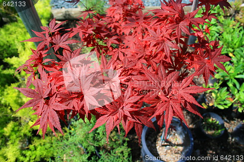 Image of Japanese Maple Leafs