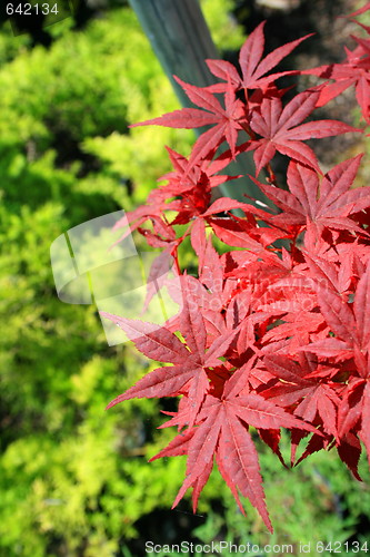 Image of Japanese Maple Leafs