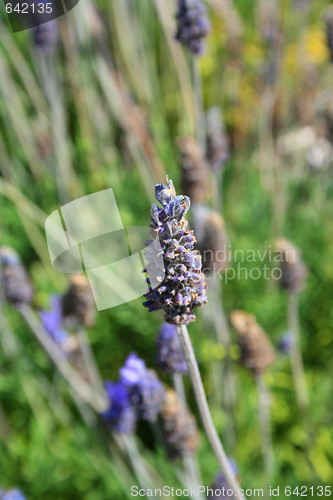 Image of Lavender Flowers