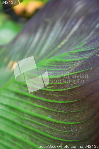 Image of Leaf