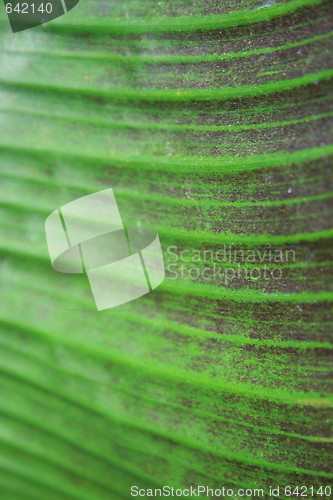 Image of Leaf