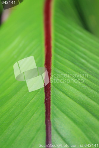 Image of Leaf