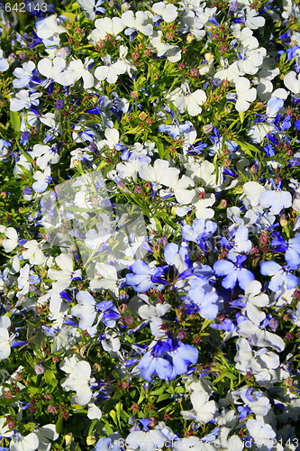 Image of Lobelia Flowers