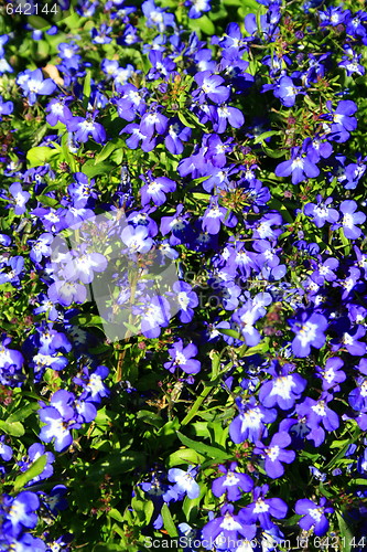 Image of Lobelia Flowers