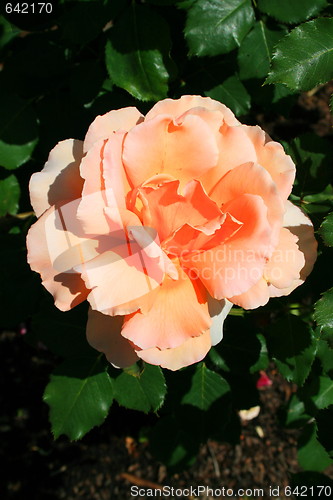 Image of Orange Rose Flower