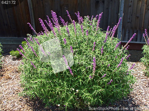 Image of Ornamental Shrub With Purple Flowers