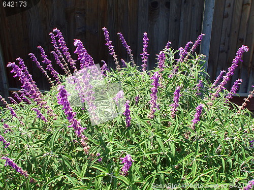 Image of Ornamental Shrub With Purple Flowers