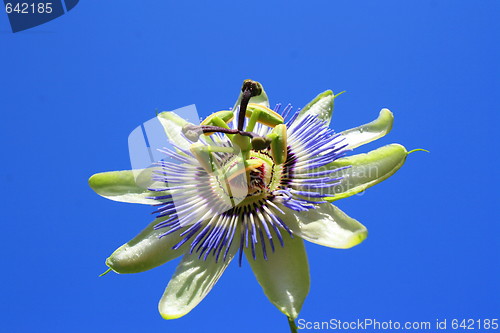 Image of Passion Flower