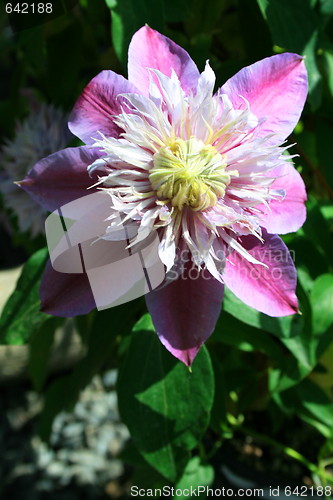 Image of Passion Flower