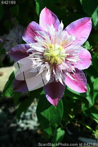 Image of Passion Flower