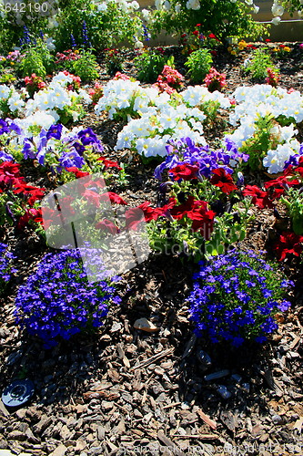 Image of Petunia and Lobelia Flowers