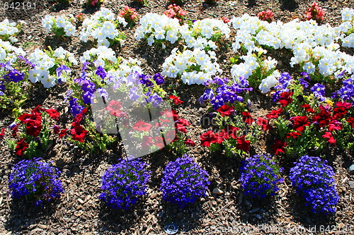 Image of Petunia and Lobelia Flowers