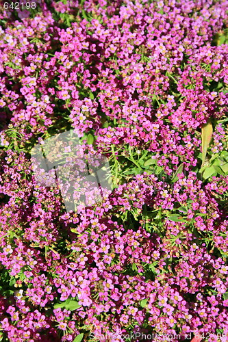 Image of Pink Allyssum Flowers