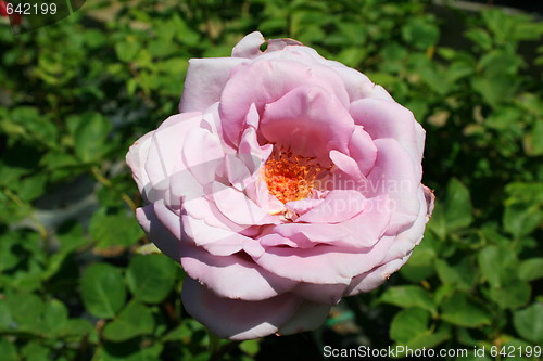 Image of Pink Rose Flower