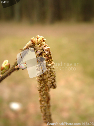 Image of New bud