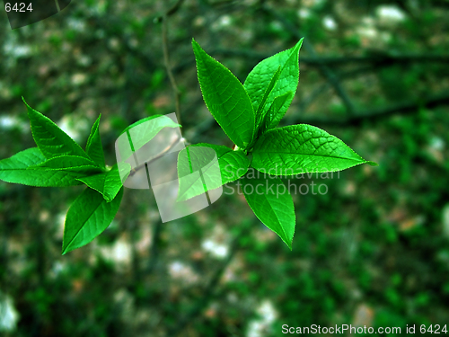 Image of Green leaf on green background