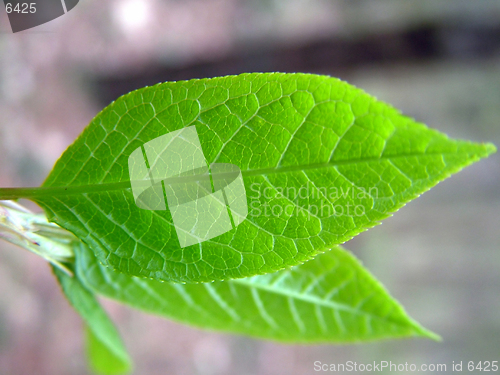 Image of New spring leaf 1