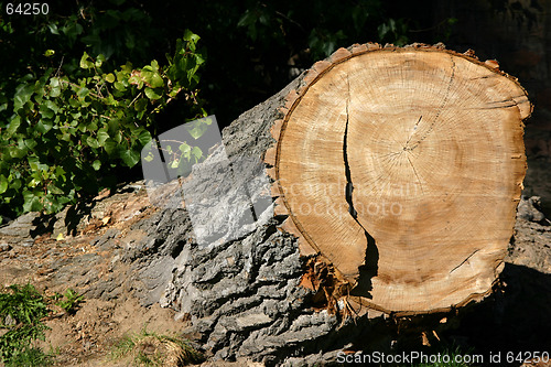 Image of Tree Stump