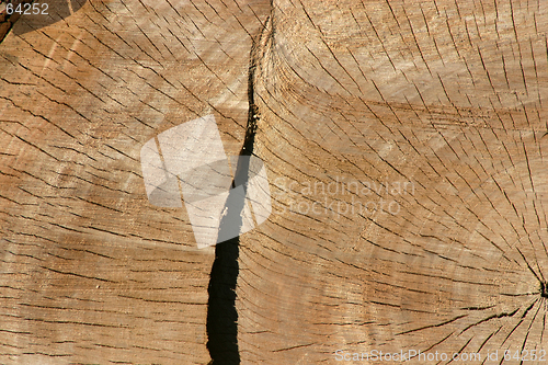 Image of Trunk Close Up