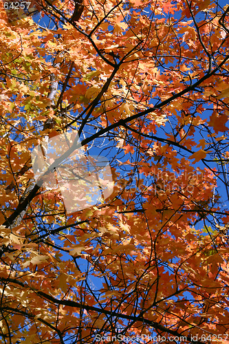 Image of Close Up Leaves - 761