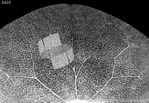 Image of Abstract leaf